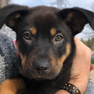 Meet your Posher, Gabe